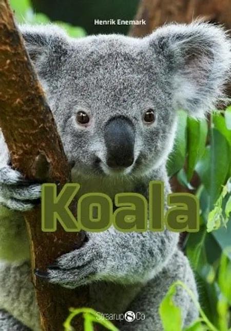 Koala af Henrik Enemark