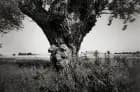 Hindsholm