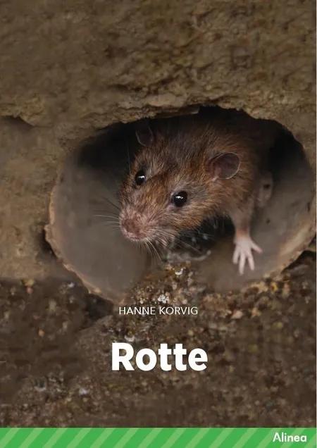 Rotte, Grøn Fagklub af Hanne Korvig