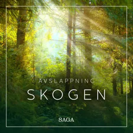 Avslappning - Skogen af Rasmus Broe