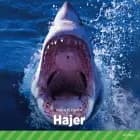 Hajer af Maja Plesner