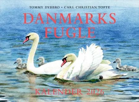 Danmarks fugle - kalender 2026 af Tommy Dybbro