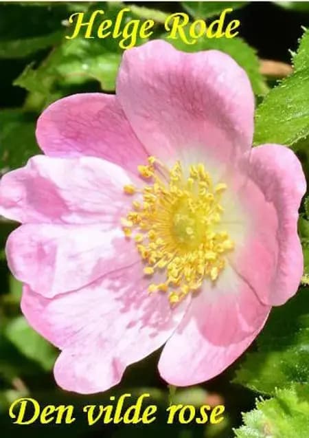 Den vilde rose af Helge Rode
