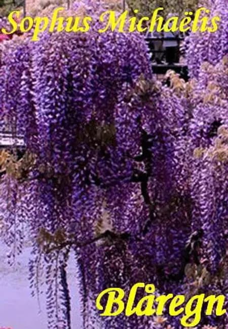 Blåregn af Sophus Michaëlis