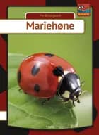 Mariehøne af Per Østergaard