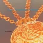 Magnus Rex og den magiske halskæde af Tina Olesen