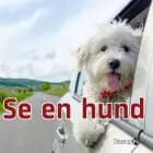 Se en hund af Marianne Randel Søndergaard