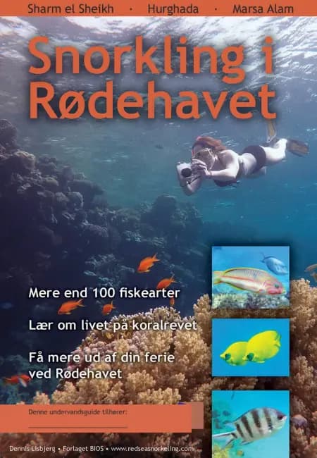 Snorkling i Rødehavet af Dennis Lisbjerg