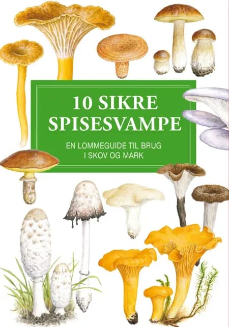10 sikre spisesvampe af Anna-Elise Torkelsen