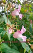 Moder Jords Stemme af Idarose Amayapi