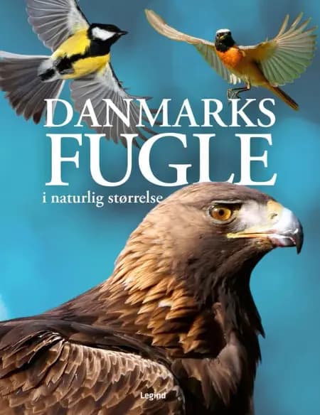 Danmarks fugle i naturlig størrelse af Nancy J. Hajeski