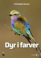 Dyr i farver af Frida Bejder Klausen