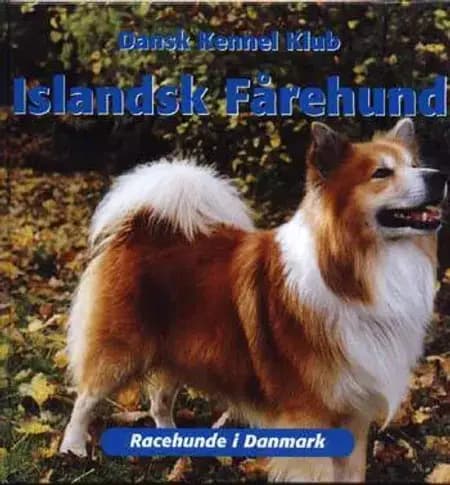 Islandsk fårehund af Dansk Kennel Klub
