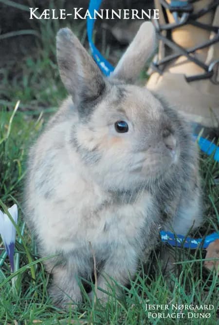 Kæle-kaninerne af Jesper Nørgaard