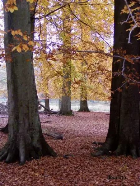 Krybskytten af Flemming Rasmussen