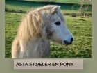 Asta stjæler en pony af Hanne Guldberg Mikkelsen